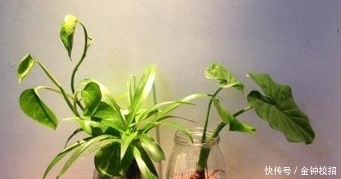 毛绒玩具|给孩子分房睡，孩子卧室别放这3样东西，耽误发育还让娃小病不断