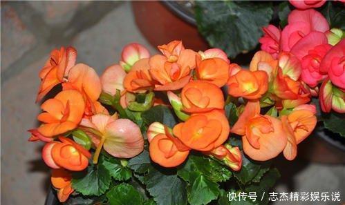 橘子水|别再花钱买花肥,给花喝勺神仙水,四季油绿开花旺,施肥都省了