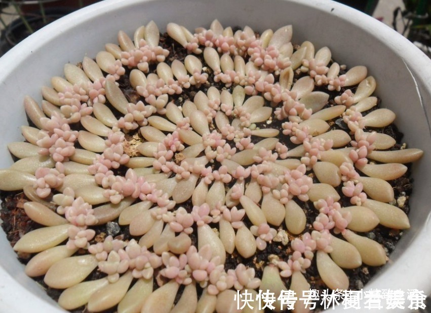 大户|多肉叶插,从摘叶子开始,简单3步,轻松变大户