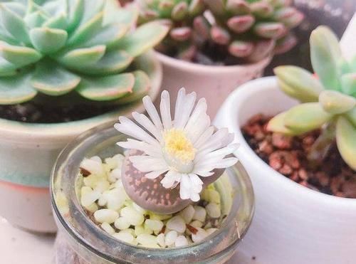  大伙儿|生石花最奇葩，“开花”完全看心情，新手们就不建议盆栽它了