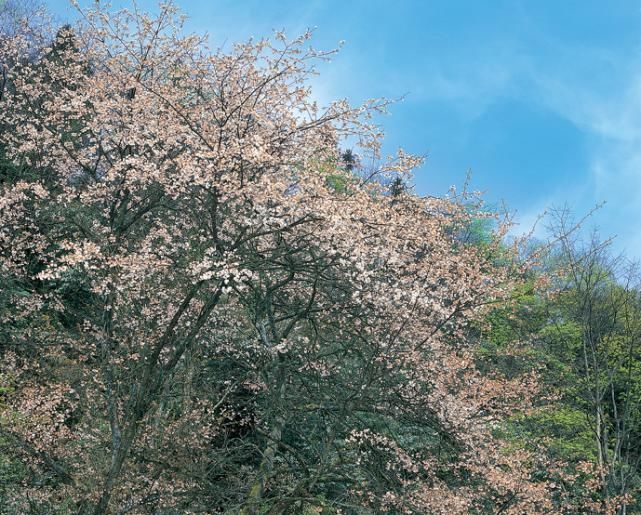 天台山植物多样性