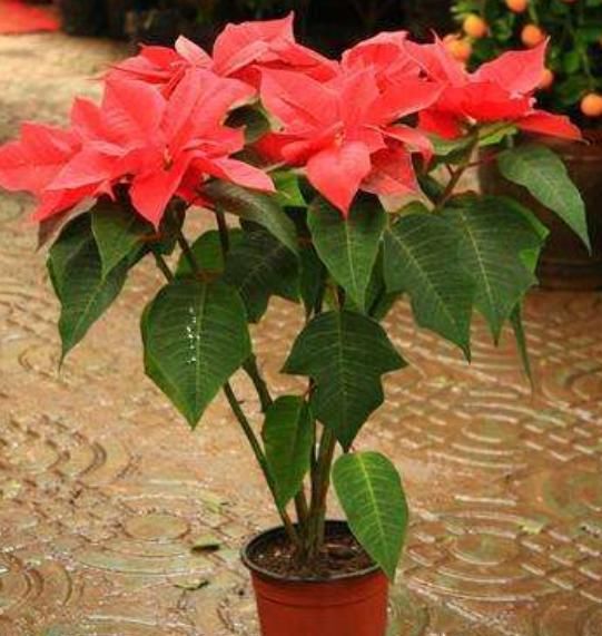 漂亮的一品红是怎么养出来的?养花高手仅用3个套路,不久就养成