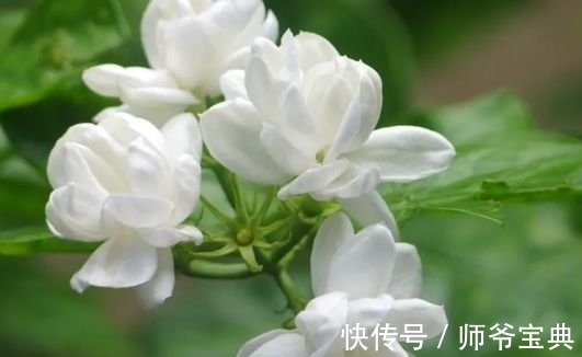 农历11月初4大雪后,养什么花?以下3种花,寓意笑口常开幸福快乐