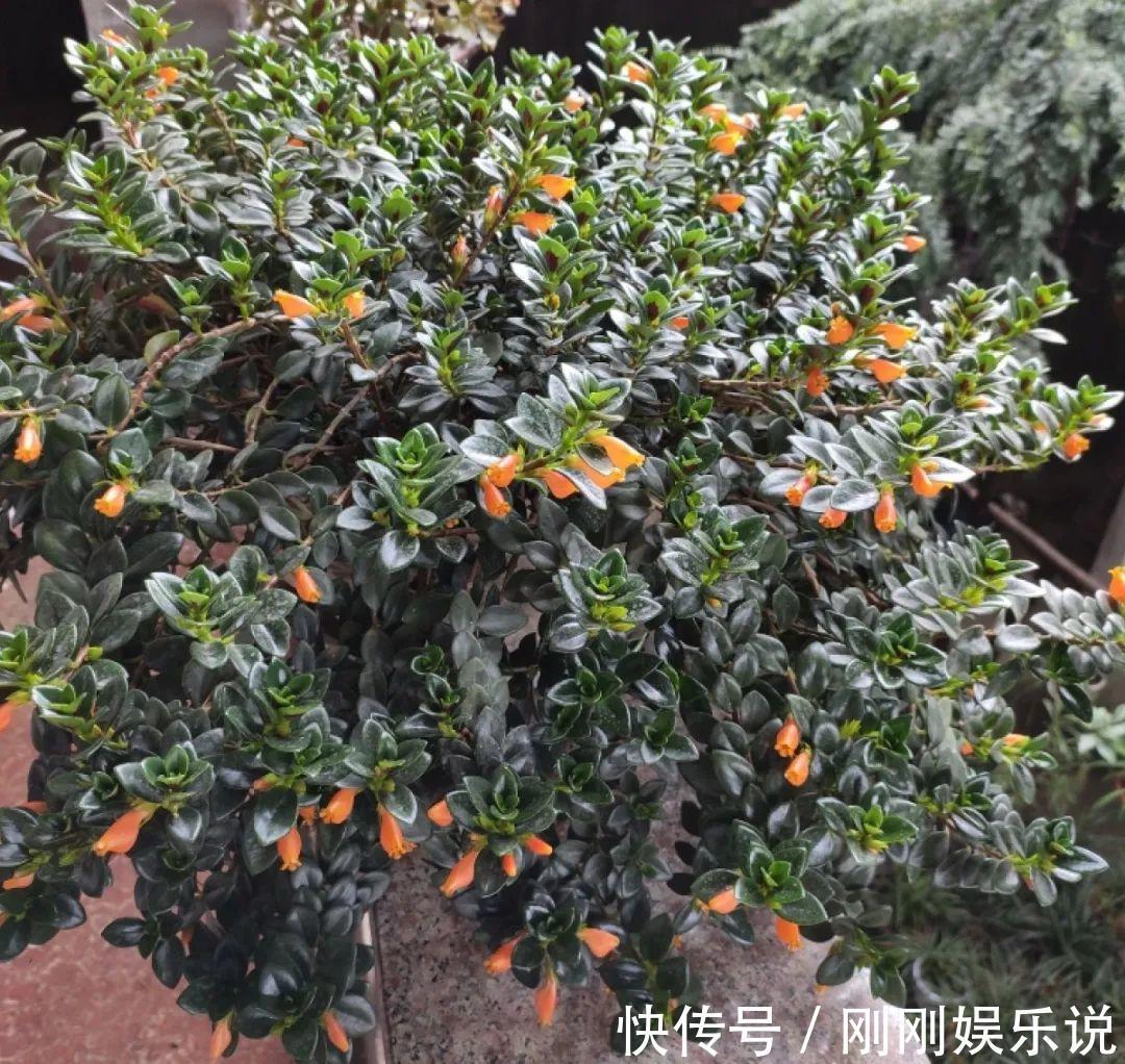 抗病、不招虫的天竺葵,屋里养一盆,开花一茬接一茬