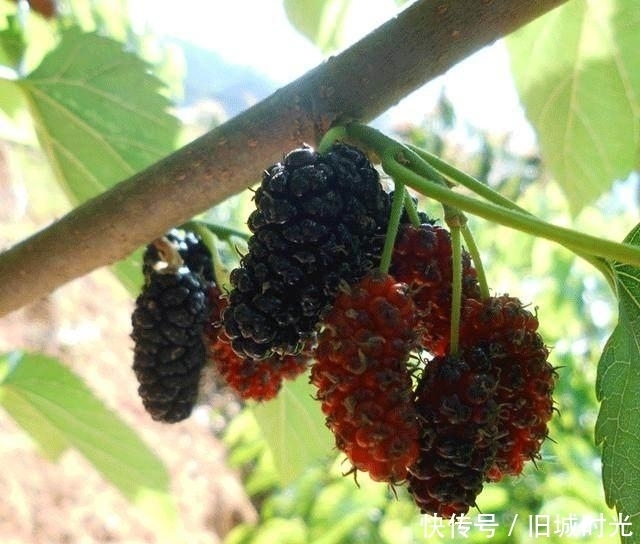 肝硬化|肝毒最怕的4种碱性食物，每天吃一点有效疏肝理气排肝毒