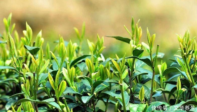 喝茶|茶可堪称天然保健品,但喝茶有讲究,并非人人皆宜