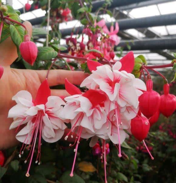 南方养花,避开“冷凉花”,买了也白花钱,天一热就枯了