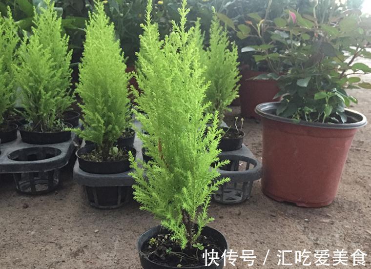 植株|家庭盆栽绿植选小香松，香味清新迷人，种植方法简单