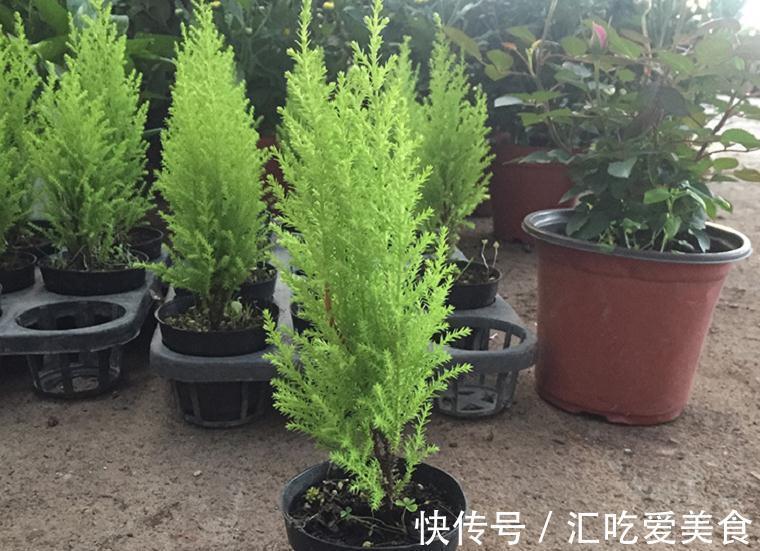植株|家庭盆栽绿植选小香松,香味清新迷人,种植方法简单