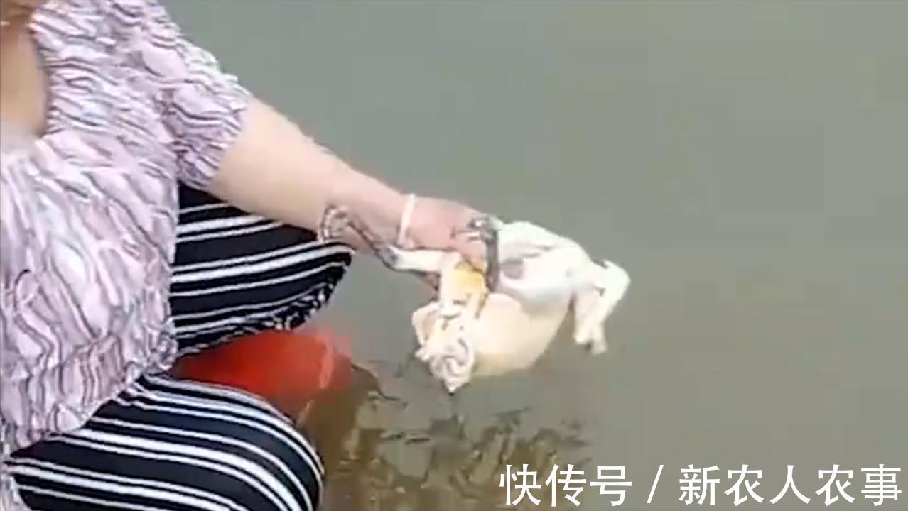 一举俩得!奶奶带孙子去河边杀鸡收获一盆意外之喜,小孩直接傻眼