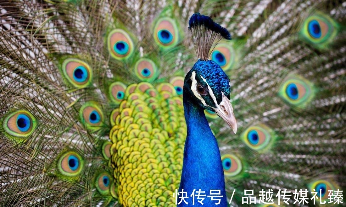 玲珑塔$封神榜:圣人之下无敌手的孔宣,却接连栽在此女手中,她是谁?