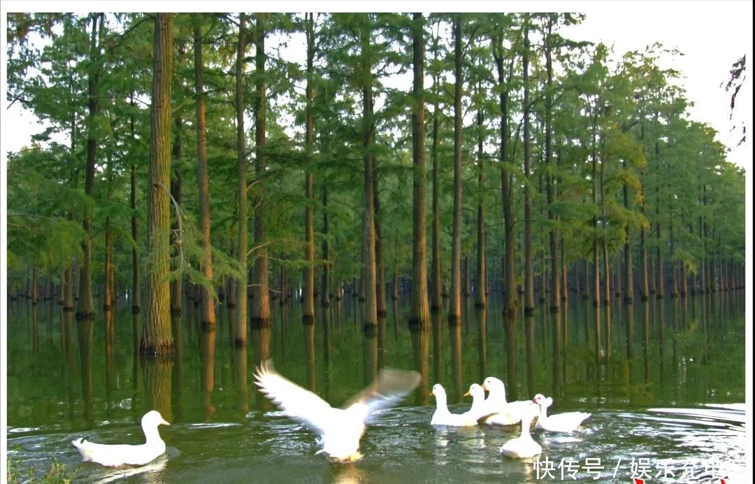 “网红湿地”涨渡湖再造一片“水上森林”，总面积将达560亩