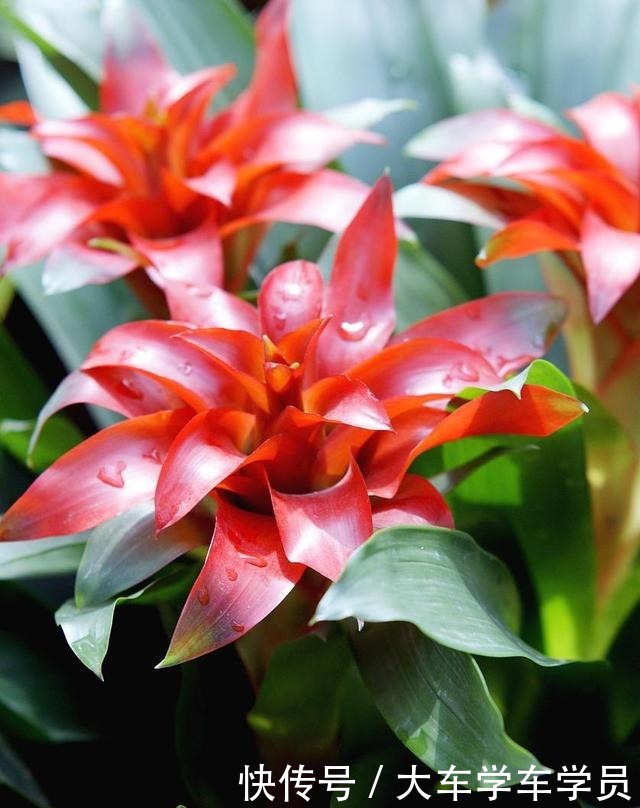 客厅要养“四种花”，没有直射光也能呼呼开，大气又美观！