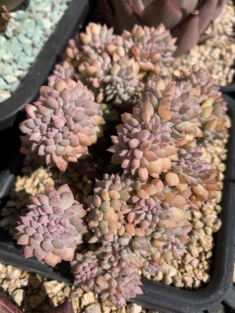 半年时间，多肉从3盆发展到600盆，入坑切莫太心急！