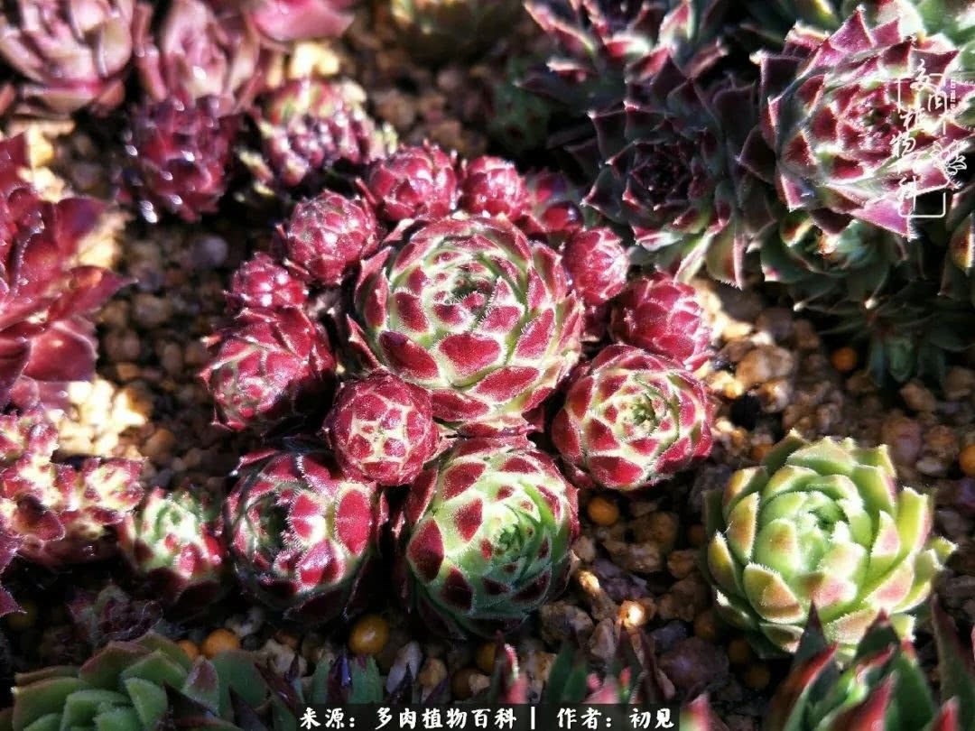 养多肉四周年,从初见到爱恋!幸福一直藏在浅薄的日子里!