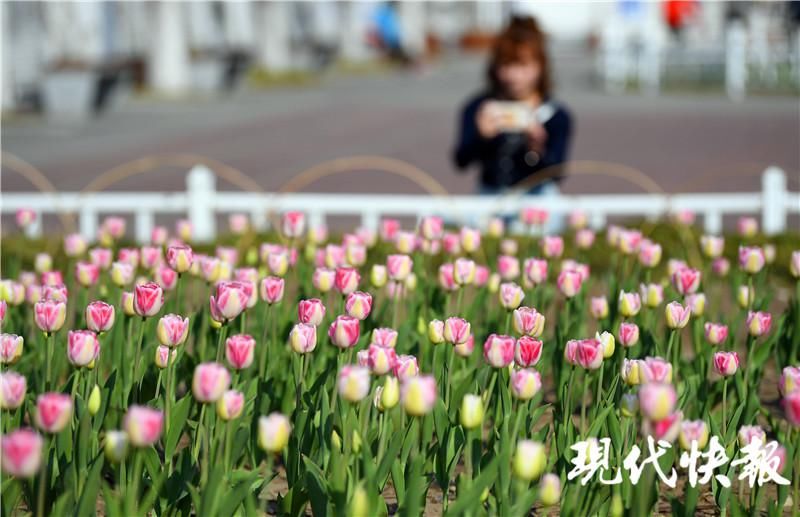 迎春光，南京玄武湖情侣园“急性子”的郁金香悄然盛放