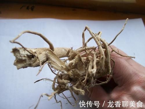 瓜子|向日葵全身都是药!更是降压“神器”,高血压、头晕头疼都能治