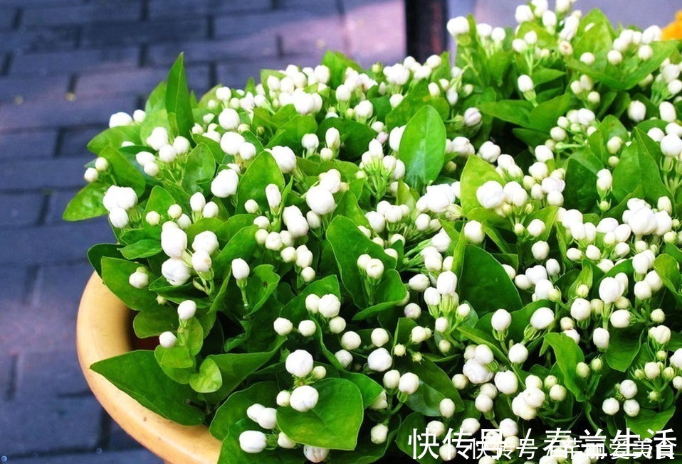 养殖|有这些“特征”的人不适合养花,一般养一盆死一盆