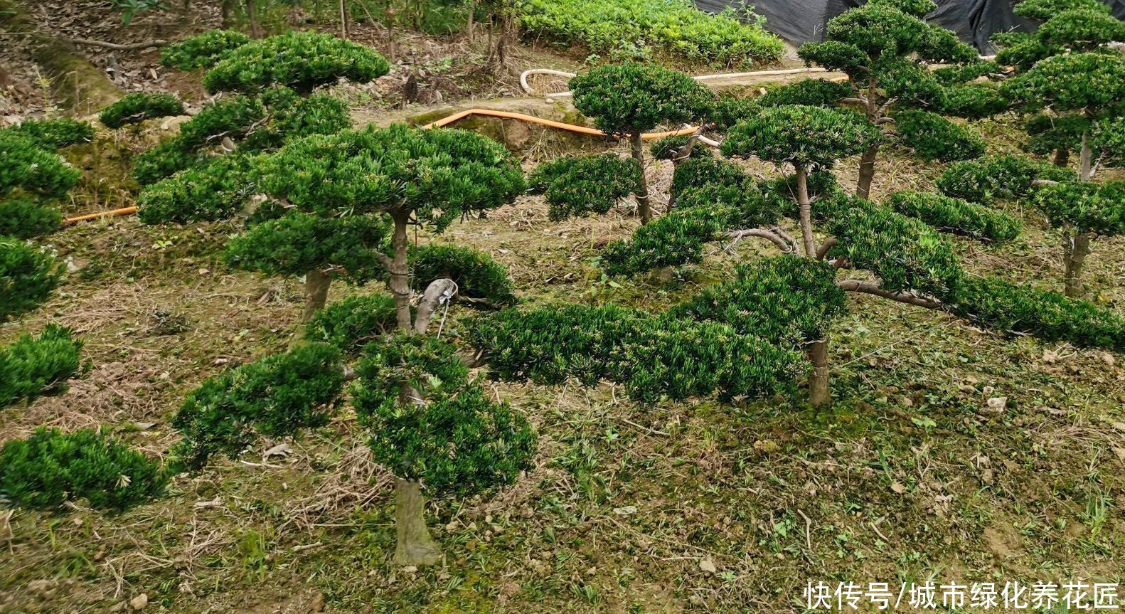 青苔|罗汉松小盆栽上盆以后一直从顶部开始枯叶是怎么回事？青苔是祸端