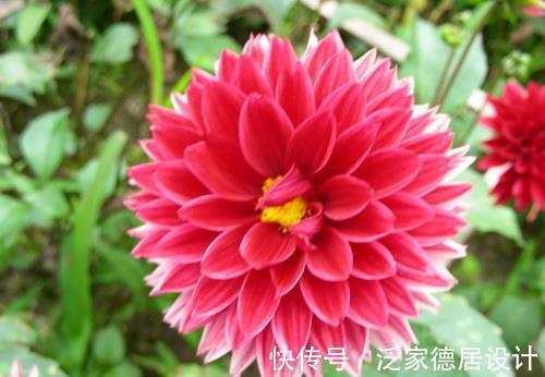 马蹄莲|农历6月28号起,最适合养这些花,四季开花不断,开花美长势旺