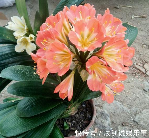 君子兰,阳台党深爱的盆栽年宵花!养护注意3细节,年年开花