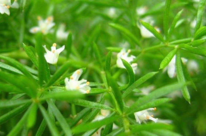 武竹|农村常见的一类野草,治疗阴虚发热有奇效,老中医强烈推荐