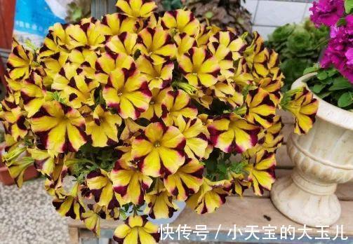 记录一下我养过的花,1000多盆都有啥