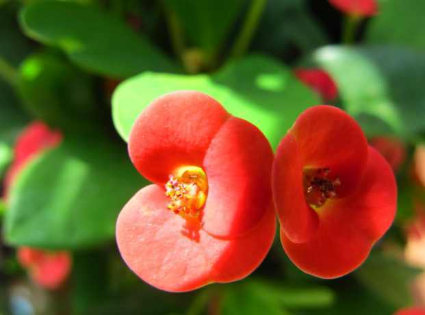 观赏性|万万不要养绿萝吊兰了,越来越多人在家养这种绿植,四季开花不断