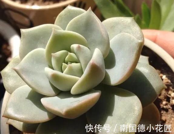 万万想不到此个,多肉竟然占,人气排行榜第一