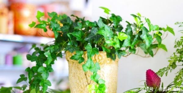 这2样厨余垃圾拿来养花,既能养叶又能强根催花