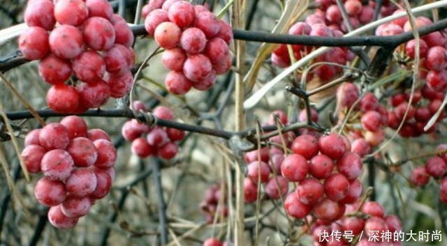 谁若铲除此物,请您收藏它的根茎,别怕笑话,目前26元一斤