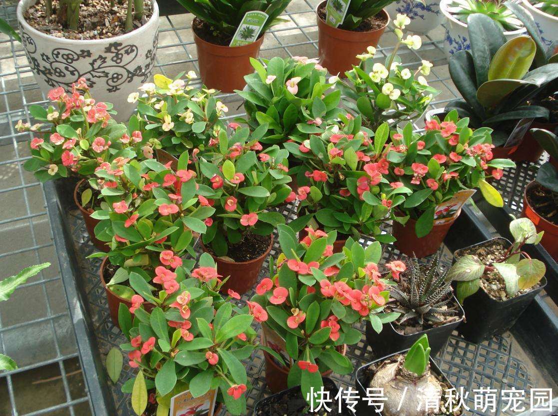 怎么让虎刺梅一年四季开花?家庭盆栽掌握住3点,满树花形如蝴蝶