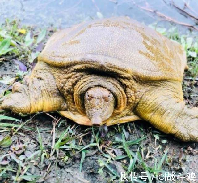 小溪|野生甲鱼价值很高,农村有很多小河流,怎么知道里边有没有甲鱼?