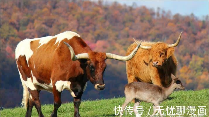 生肖牛：不出七天“牛牛牛”会遇到这个人，将是你命中的大贵人！