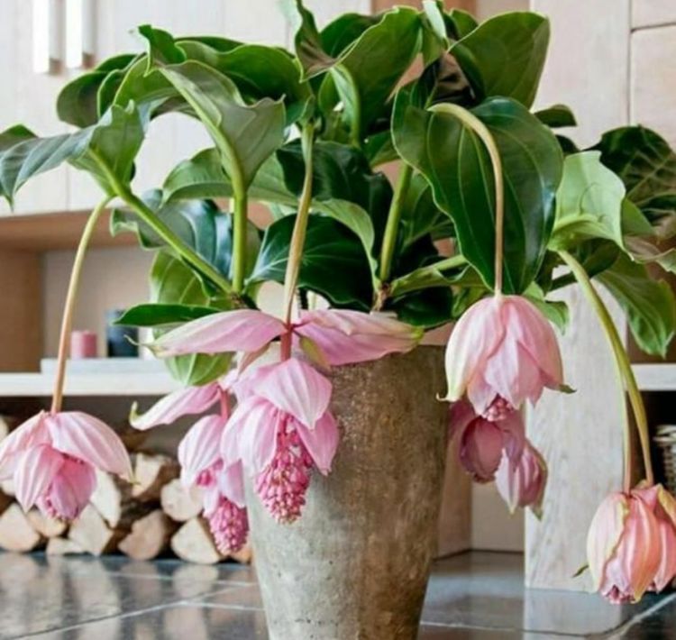 杜鹃花|4种花超好养,花朵漂亮,花期长,四季繁花似锦,美