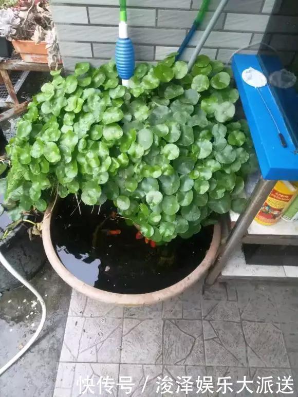 太阳花|咋“折腾”都不死的4种花,越修剪越旺,很难养死