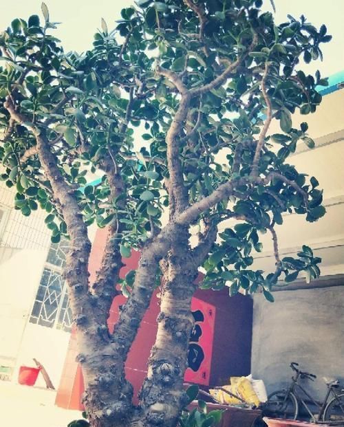 养了20年的玉树,杆子比大腿还粗,满树白花跟下雪了一样