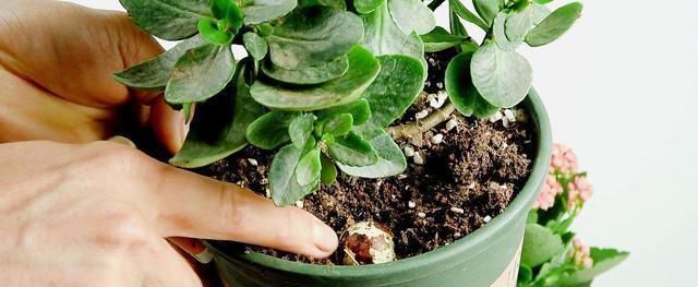 5月养长寿花,注意3个养护技巧,还能再开几茬花,叶大花更美