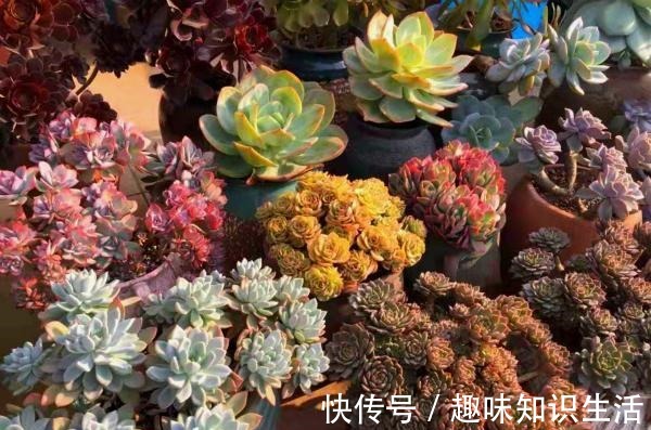 为数不多的好看又好养的多肉,不徒不挂活得久,3年成漂亮老桩!