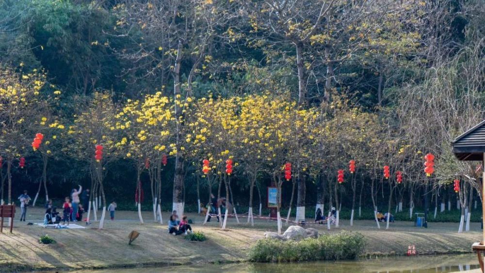 沙漠|很黄很黄...黄花风铃花开正艳!市区这个地方可看!