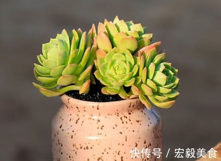 多肉绿蔷薇怎么养护更绚烂教你3个养护小技巧,绿蔷薇饱满精致