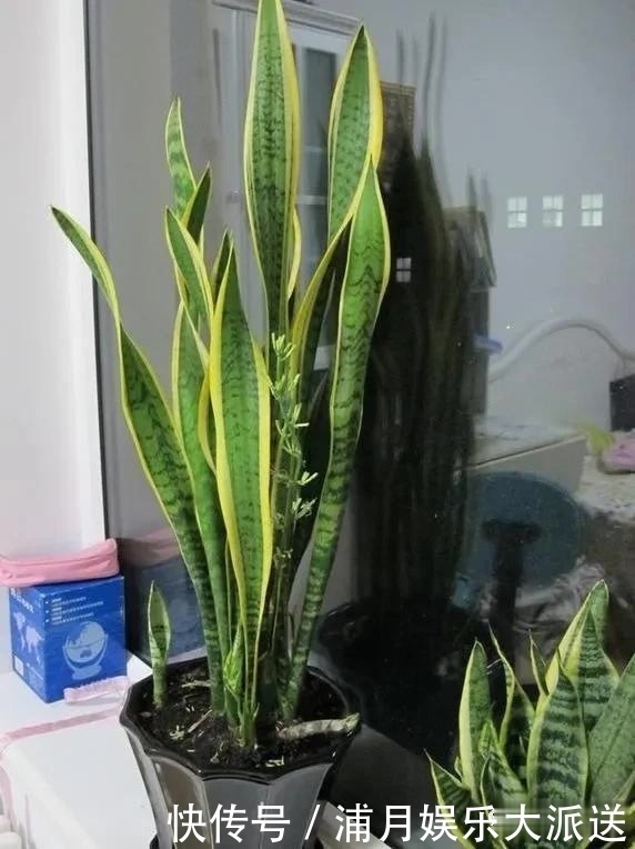 房子再小,也要养这3种花,好养又便宜,还能吸“有害气体”