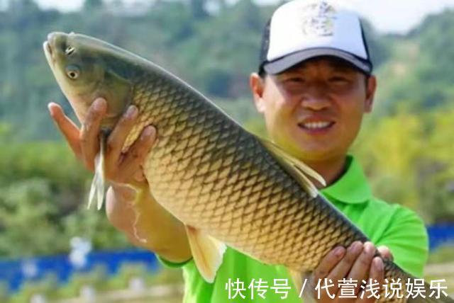 实用|你别说，热天唯独这草鱼饵才最实用，不吹不黑，试过的人无一不服