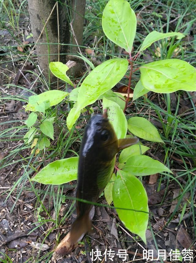 西南风|野钓小技巧浮漂做一个小改动,惊鱼几率大降