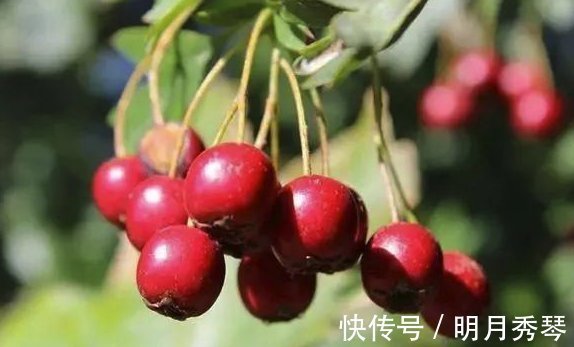 皂角|糖尿病“祸根”并不是糖！3种不甜的食物建议少碰