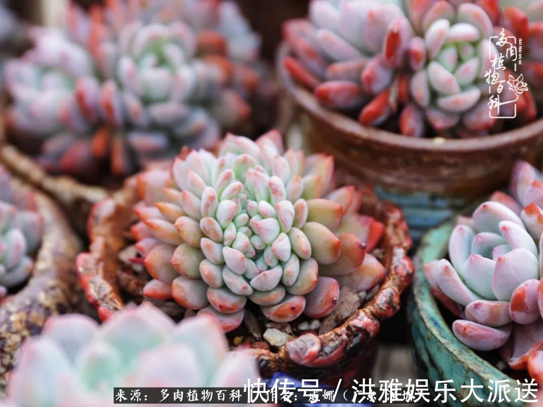 橙梦露|笼子里露养的多肉，越养越美！有多肉的日子伴着小确幸！