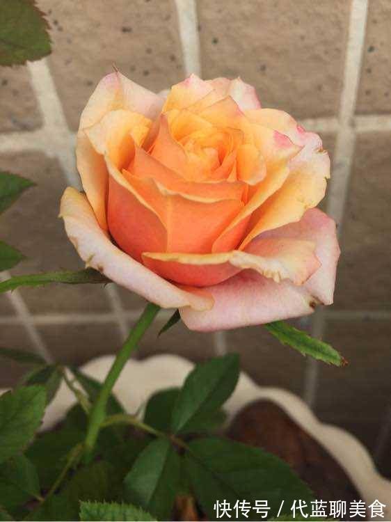 又美又香的月季花，还没入手太亏了，花期可是几百天