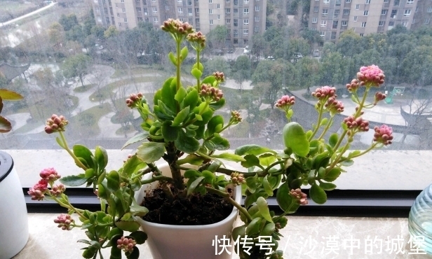 光照|长寿花迟迟不开花？小苗“拔一拔”！花苞蹭蹭冒，来年长成大花球