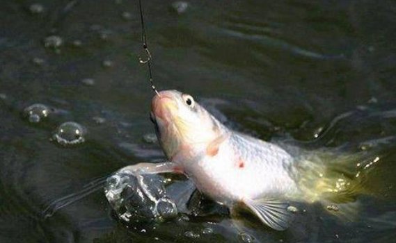 钓浮其实不简单,钓鱼老司机浅谈钓浮调漂技巧,快来学学