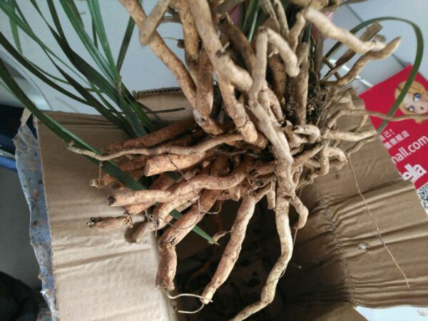 下山兰花上盆前根系怎么处理,下山兰花的上盆养根过程